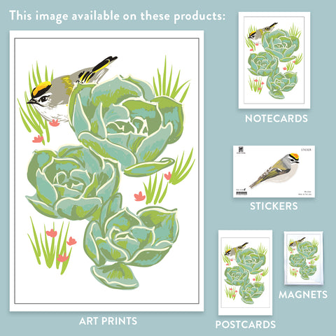 RBI-114 Golden-Crowned Kinglet and Succulents