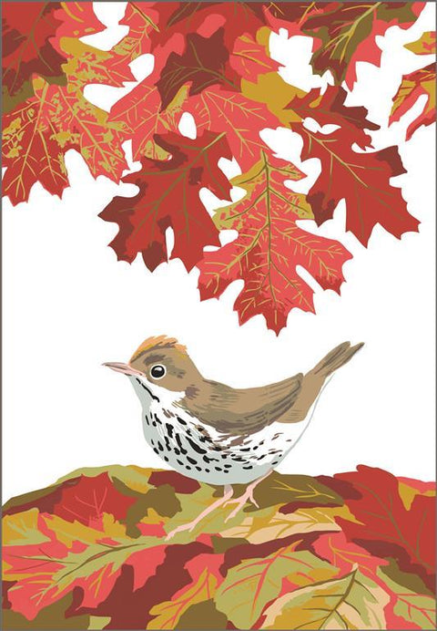 RBI-9161 Ovenbird and Autumn Leaves