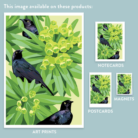 RBI-9163 Blackbirds and Euphorbia
