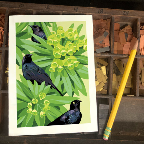 RBI-9163 Blackbirds and Euphorbia