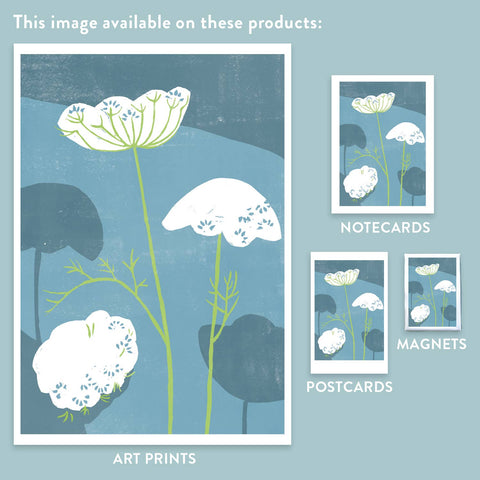 RFL-312 Queen Annes Lace