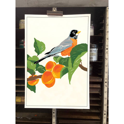 RBI-183 Robin in Apricot Tree