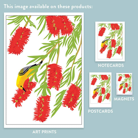 RBI-119 Bottlebrush & Prothonotary Warbler
