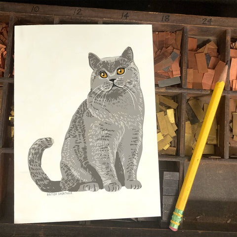 RAN-42 British Shorthair Cat