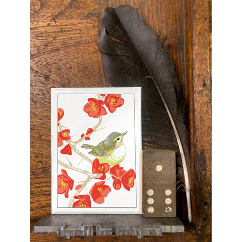 RBI-9139 Flowering Quince Warbling Vireo