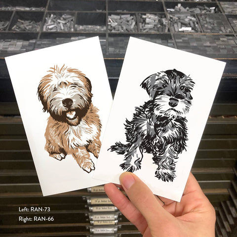 RAN-66 Mini Schnauzer