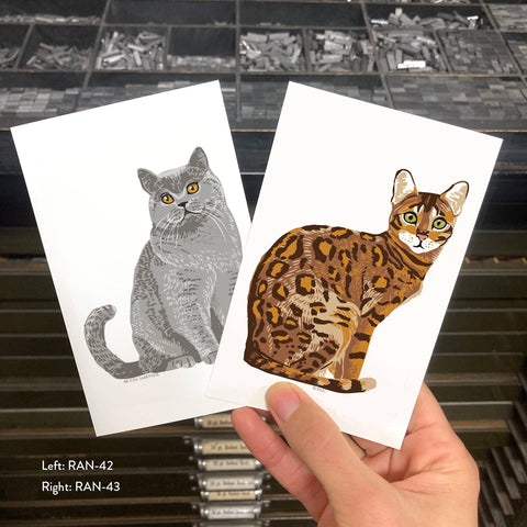 RAN-43 Bengal Cat
