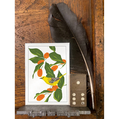 RBI-236 Orchard Oriole and Kumquats