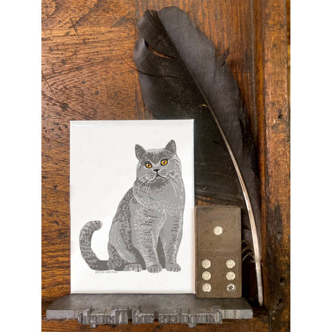 RAN-42 British Shorthair Cat