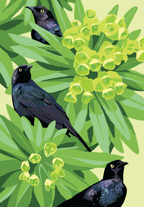 RBI-9163 Blackbirds and Euphorbia