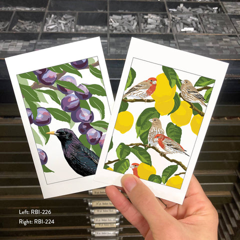 RBI-224 House Finches & Lemons