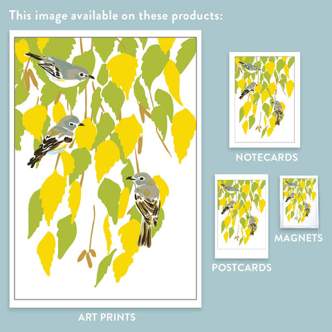 RBI-129 Birches & Cassins Vireos