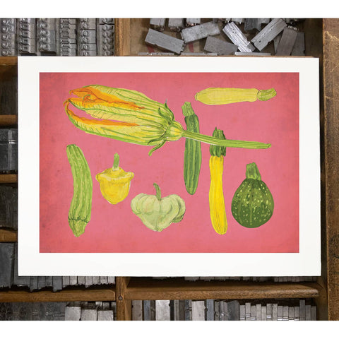 RFM-411 Summer Squash