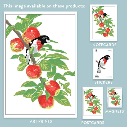 RBI-216 Rose-Breasted Grosbeak & Apple