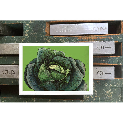 RFM-406 Cabbage