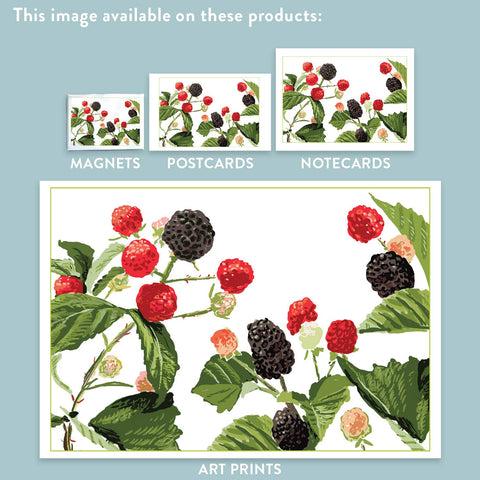 RFM-176 Blackberries