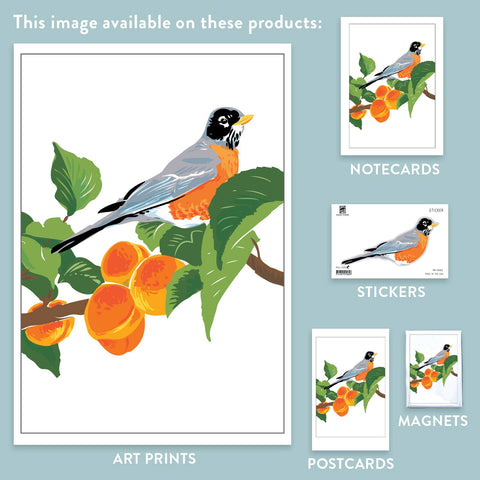 RBI-183 Robin in Apricot Tree