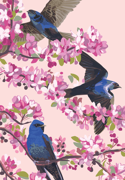 RBI-9164 Purple Martins and Cherry Blossoms