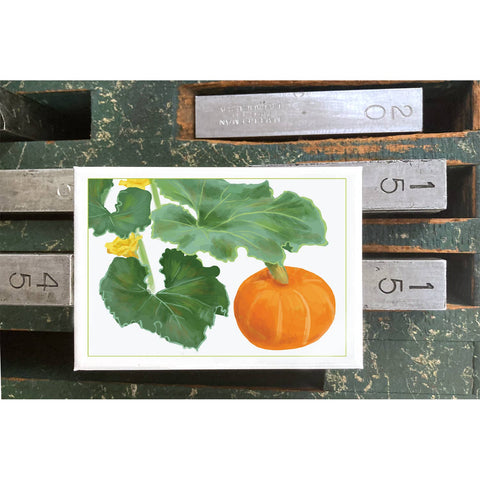 RFM-179 Kabocha Squash