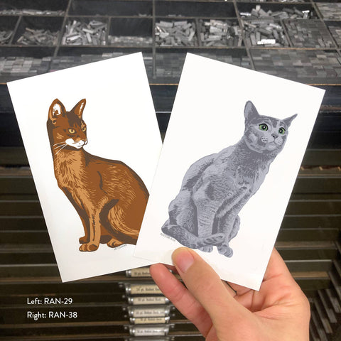 RAN-29 Abyssinian Cat