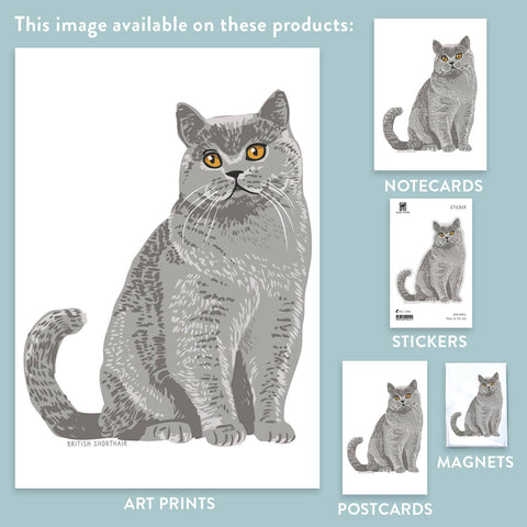 RAN-42 British Shorthair Cat