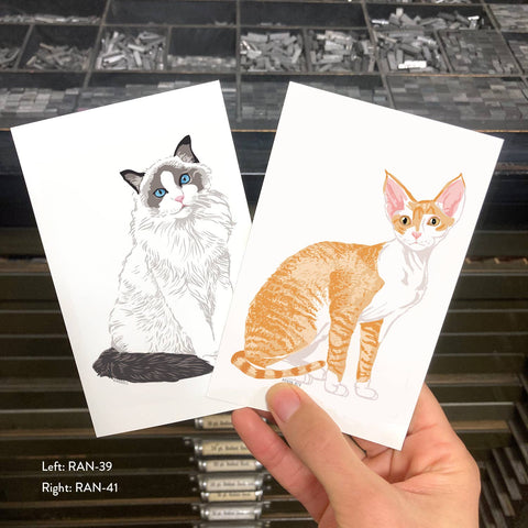 RAN-41 Devon Rex Cat