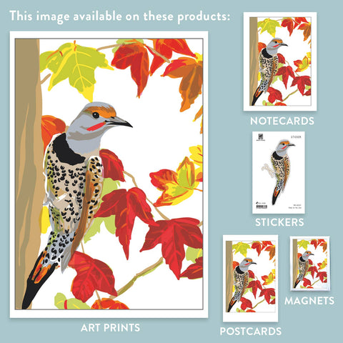 RBI-237 Northern Flicker and Autumn Leaves
