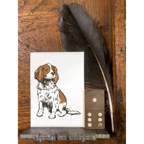 RAN-62 Cavalier King Charles Spaniel