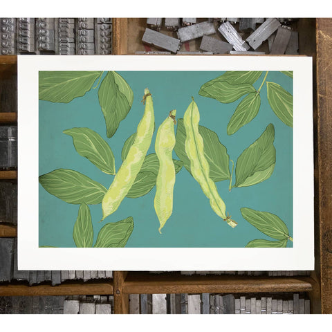 RFM-412 Fava Beans