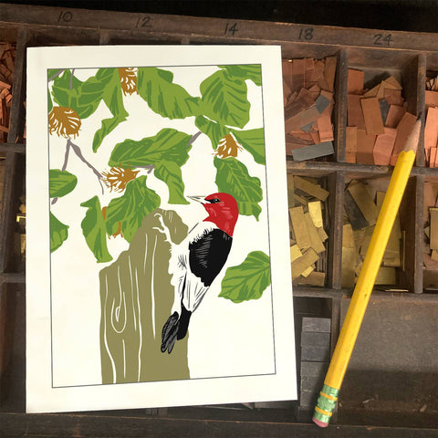 RBI-205 Red-headed Woodpecker