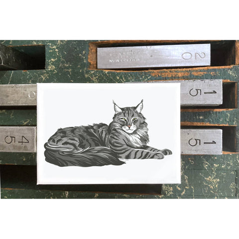 RAN-33 Maine Coon Cat