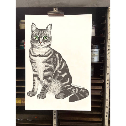 RAN-44 American Shorthair Cat