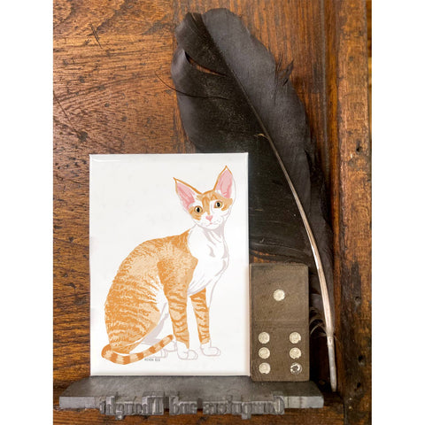 RAN-41 Devon Rex Cat