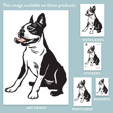 RAN-48 Boston Terrier 2
