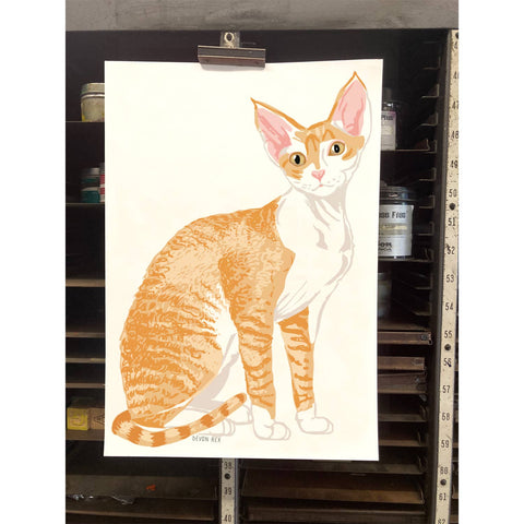 RAN-41 Devon Rex Cat