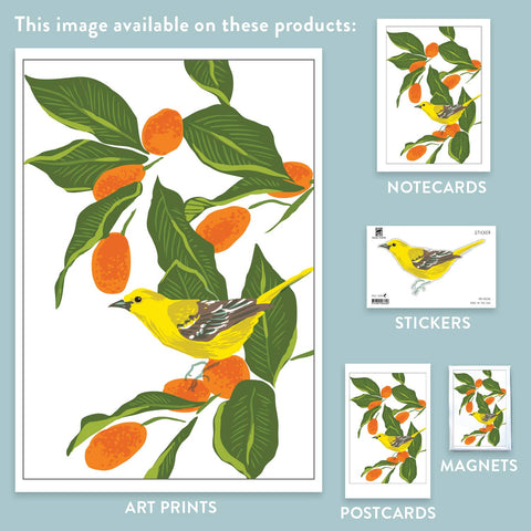 RBI-236 Orchard Oriole and Kumquats