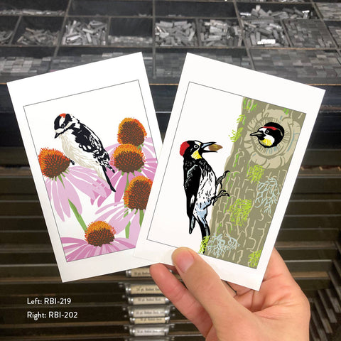 RBI-219 Downy Woodpecker & Coneflower