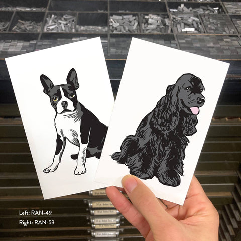 RAN-49 Boston Terrier 1