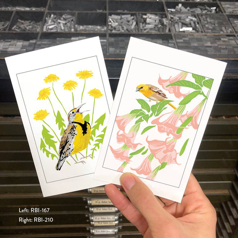 RBI-210 Oriole & Brugmansia