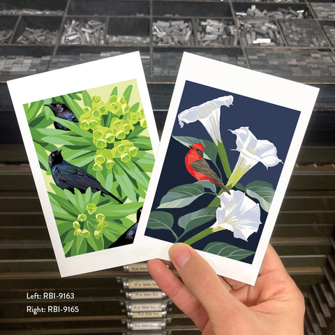 RBI-9165 Vermilion Flycatcher and Datura