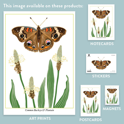 RBU-726 Common Buckeye Butterfly