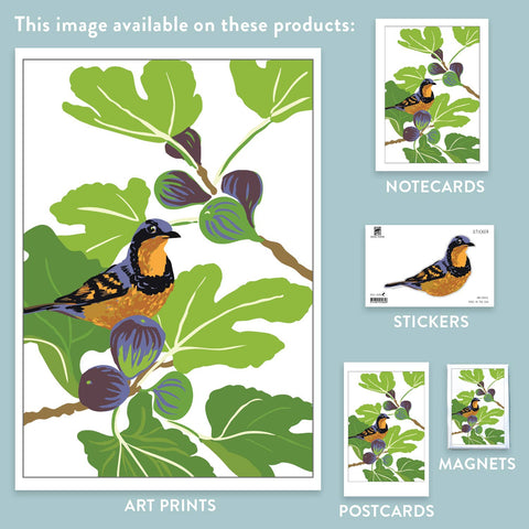 RBI-142 Varied Thrush & Figs