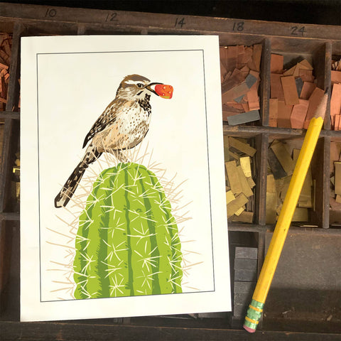 RBI-56 Cactus Wren