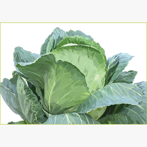 RFM-171 Cabbage
