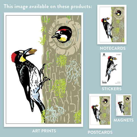 RBI-202  Acorn Woodpecker