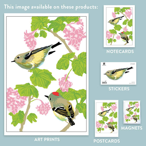 RBI-9143 Ruby Crowned Kinglet Currant