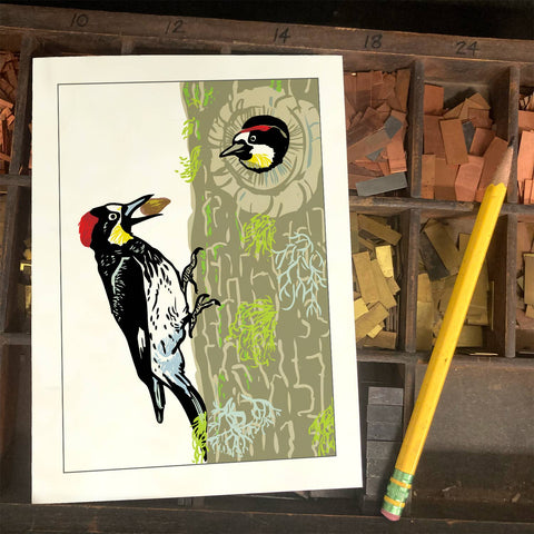 RBI-202  Acorn Woodpecker