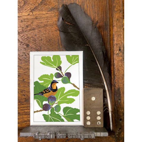 RBI-142 Varied Thrush & Figs