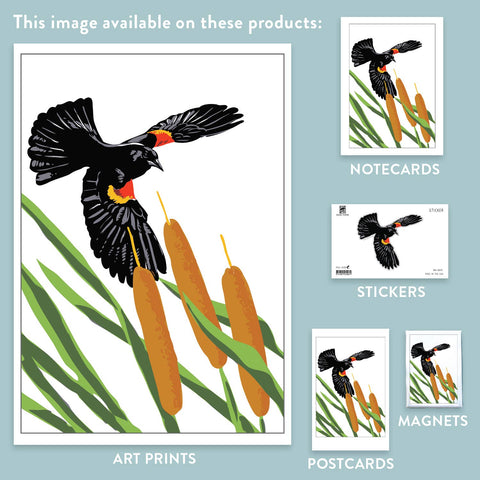 RBI-191  Red-winged Blackbirds and Cattails