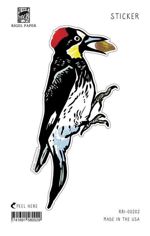 RBI-202  Acorn Woodpecker